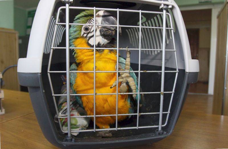 как перевозить попугая в самолете